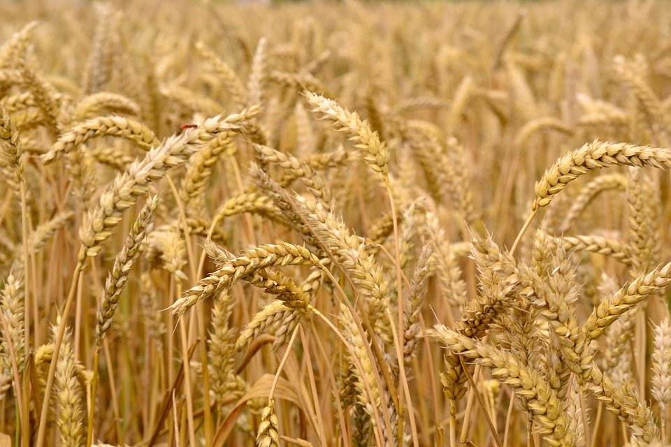 yield farming